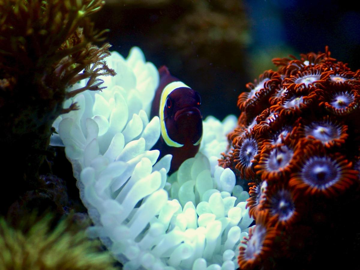 Hydrogen vs Electrification: Could hydrogen and electrification have a symbiotic relationship?